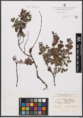 Foto von Salix aurita L. x Salix repens L.